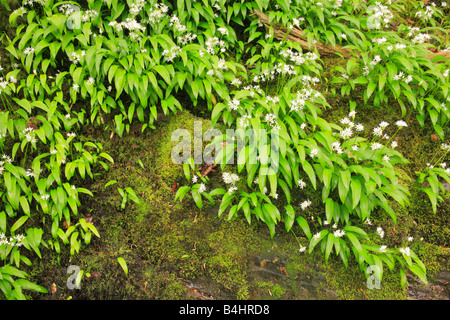 Fleurs de Ramsons ou ail sauvage (Allium ursinum) poussant sur des rochers au bord d'une rivière. Powys, Pays de Galles, Royaume-Uni. Banque D'Images