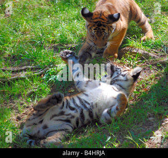 Deux tigres jouant Banque D'Images