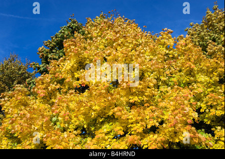 La coloration automnale du feuillage d'automne l'automne les feuilles d'érable acer rouge vert jaune coloré couleur de l'automne, Allemagne Banque D'Images