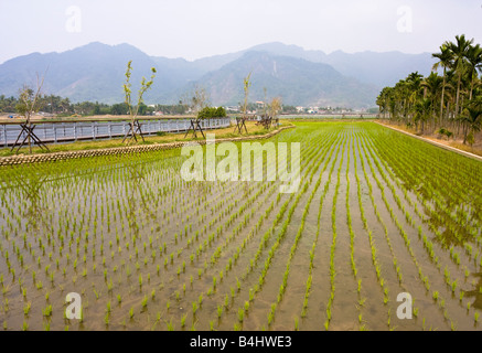 Meinong, comté de Kaohsiung, Taiwan, République de Chine (ROC) Banque D'Images