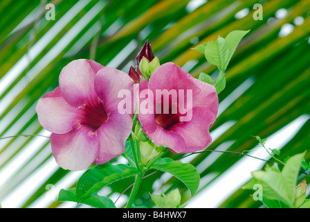 Allamanda pourpre Fleurs Banque D'Images