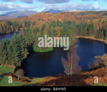 Tarn Hows et vue vers Helvellyn, Lake District, Cumbria, Angleterre Banque D'Images