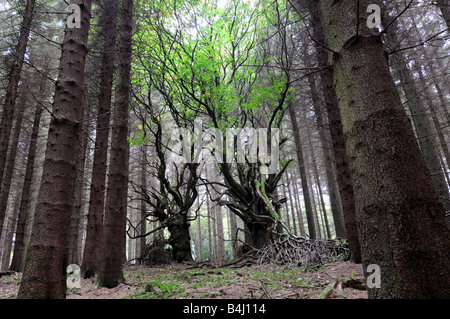 Châtaigniers lutte pour la vie dans une plantation d'épinette de Sitka, le Shropshire Banque D'Images