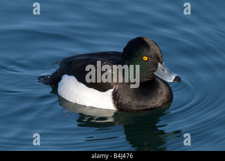 Fuligule morillon (Aythya fuligula), Drake sur l'eau Banque D'Images