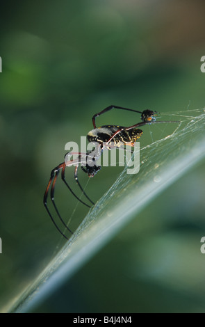 Malgasy araignée de soie Banque D'Images