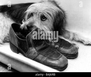 Chiens animaux Octobre 1976 Bootsie a été trouvé seul à la gare de Charing Cross à Londres c'était le milieu de l'heure de pointe du matin et le rail terminus était rempli de navetteurs se hâter mais quand jamais toute l'on met un pied près du cuir ons Bootsie aboyé furieusement Banque D'Images