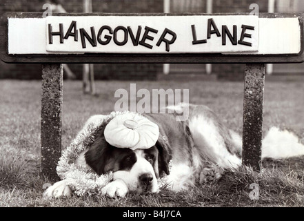 Chien Saint Bernard se trouve sous une route Street sign Hangover Lane avec une poche de glace sur sa tête Banque D'Images