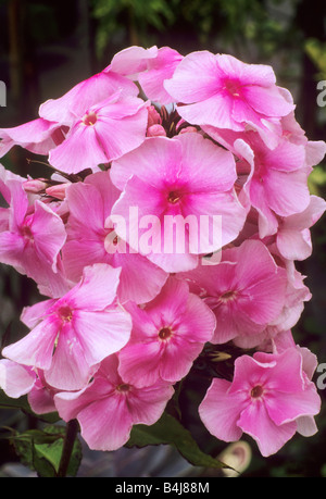 Phlox paniculata 'Balmoral' rose fleur fleurs jardin plantes Banque D'Images