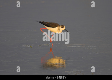 Black-winged Stilt Himantopus himantopus pataugeant en eau peu profonde pendant le coucher du soleil à Kalloni Salt Pans, Lesbos, Grèce en avril. Banque D'Images