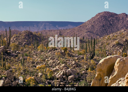 Cirio arbres et cactus cardon, Desierto près de Central Catavina Baja California au Mexique Banque D'Images