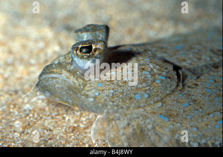 Bothus pantherinus, flet Panther Banque D'Images