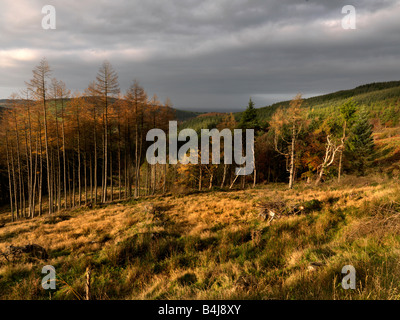 Montagnes de Slieve Bloom Offaly Irlande Banque D'Images