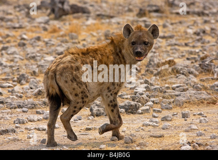 L'Hyène tachetée sur sa façon d'un étang, la Namibie. Banque D'Images