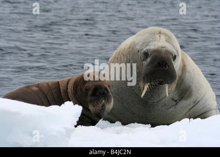 Une mère Morse & calf accroché à un petit iceberg à mesure que la glace s'écoule vers le sud de l'île Devon Banque D'Images