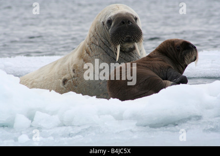 Une mère Morse & calf accroché à un petit iceberg à mesure que la glace s'écoule vers le sud de l'île Devon Banque D'Images