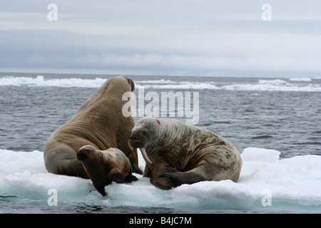 Une famille de morse s'accrochant à un petit iceberg à mesure que la glace s'écoule vers le sud de l'île Devon, le mineur est sur le point de prendre un bain Banque D'Images