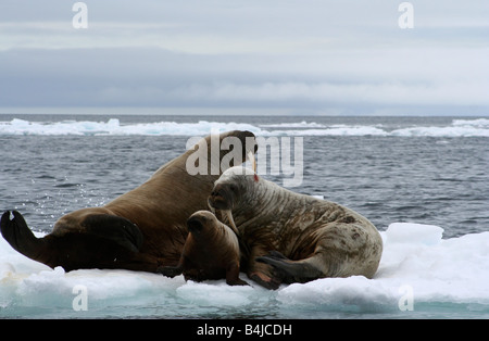 Une famille de morse s'accrochant à un petit iceberg à mesure que la glace s'écoule vers le sud de l'île Devon Banque D'Images