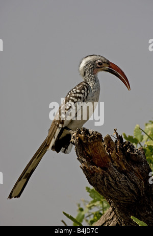 Calao à bec rouge perché sur souche d'arbre, Etosha, Namibie. Banque D'Images