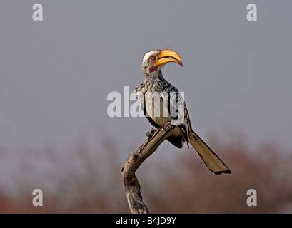 Calao à bec jaune du sud direction générale reposant sur Etosha, Namibie, Afrique. Banque D'Images