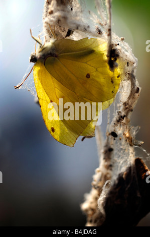 Papillon mort pendu dans web spiders emmêlée Banque D'Images