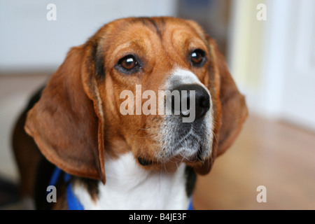 Portrait d'un jeune visage beagle profondeur de champ Banque D'Images