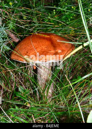 Bolets champignons Rufus dans la forêt Banque D'Images