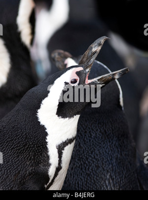 Putois Penguin Spheniscus demersus Banque D'Images