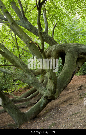 Arbre tombé près de Gormire lac à Sutton Bank North Yorkshire Banque D'Images