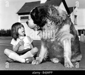 Chiens animaux Jason le St Bernard Mai 1980 Jason le St Bernard est un concurrent pour les plus gros propriétaires de chiens en Grande-Bretagne sa petite-fille de six ans, Rachel mange une glace et sort la langue comme Jason Banque D'Images