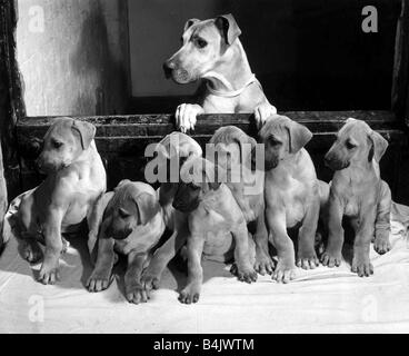 Extraire d'un enfant de quatre ans le dogue allemand chien de garde de la Couronne Inn à Stoney Stratford avec sa portée de 8 petits vieux semaine Mars 1968 Banque D'Images