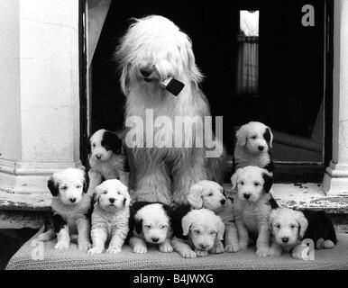 Mme Dulux un vieux chien de berger anglais et sa portée de chiots chien de berger s'asseoir sur le devant de la porte de la maison de Monsieur Craig dans Hendon London pinceau bouche en mars 1973 Banque D'Images