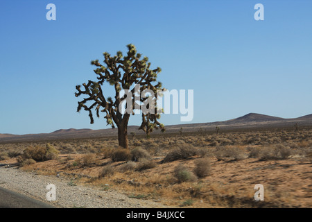 Joshua tree (Yucca brevifolia) sur l'autoroute I-395 dans le désert californien Banque D'Images