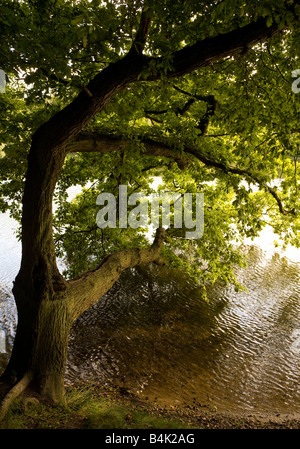 Arbre en surplomb sur les rives du lac North Yorkshire Gormire Banque D'Images