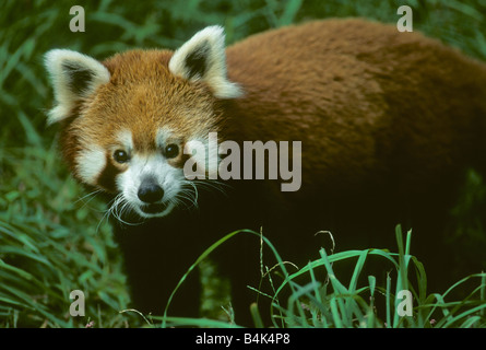 Le Panda rouge ou petit panda (Ailurus fulgens) Captive, originaire de l'himalaya Banque D'Images