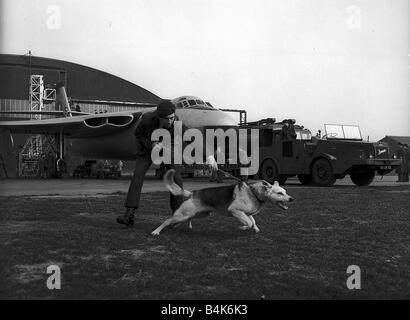 Avion bombardier Vickers Valliant V Mars 1956 de RAF Marham à Norfolk un maître-chien dans la Police de la RAF est tiré par son petit chien berger allemand garde alsacienne LFEY003 Flight100 Banque D'Images