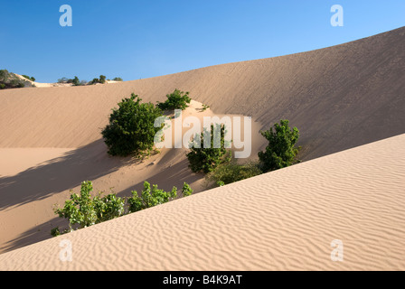 Une partie des énormes dunes de sable blanc Mui Ne Vietnam Banque D'Images