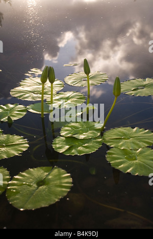 Nénuphars indigènes australiens Banque D'Images
