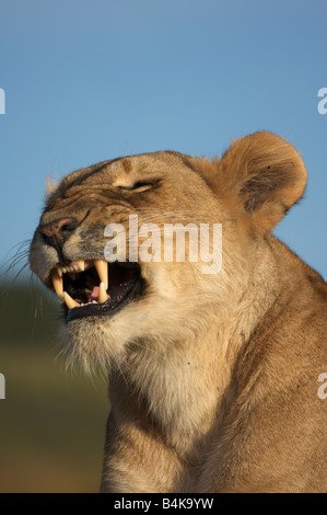 Femme lion snarling, Masai Mara, Kenya, Afrique de l'Est Banque D'Images