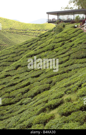Restaurant à flanc de colline sur une plantation de thé sur le coteau de Cameron Highland en Malaisie. Banque D'Images