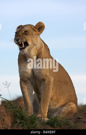 Femme lion snarling, Masai Mara, Kenya, Afrique de l'Est Banque D'Images