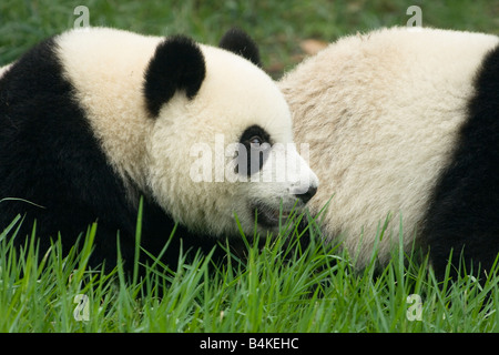 Un grand panda cub de vous détendre dans le Relevé des pandas de Chengdu et Centre de recherche de Chine Banque D'Images