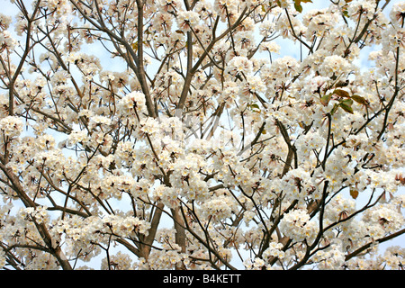 Arbre à trompettes blanc [Tabebuia Pallida] en fleur Banque D'Images