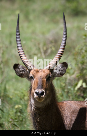 Portrait de 501 dans le parc national du lac Nakuru, Kenya, Afrique de l'Est Banque D'Images