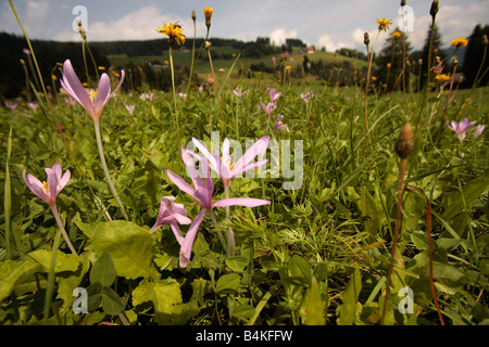 Colchique d'automne Colchicum autumnale sur un pré à Braies Valley dans le Tyrol du Sud Italie Banque D'Images