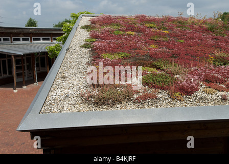 Sedum ou 'vivant' de toit sur une salle de classe à Gelsenkirchen Nordrhein-westfalen, Allemagne. Banque D'Images
