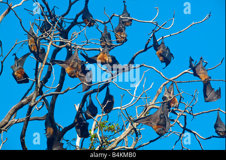 FOX DE CHAUVES-SOURIS DANS LE JARDIN BOTANIQUE ROYAL DE SYDNEY NEW SOUTH WALES AUSTRALIE Banque D'Images