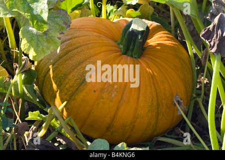 Jardin de citrouille dans l'Est de l'USA Banque D'Images