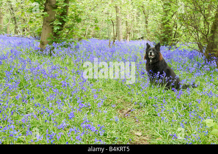 Colley chien noir parmi les jacinthes champ vert en scène printemps typique en anglais woodland Banque D'Images