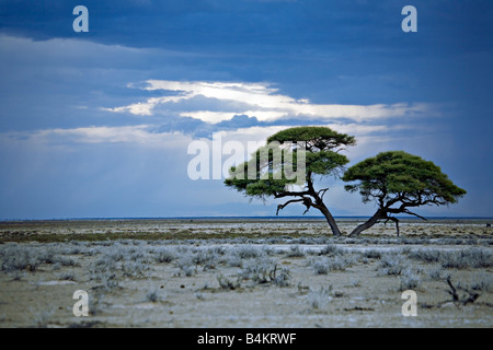 Une vue panoramique d'un orage lointain sur le Parc National d'Etosha en Namibie Banque D'Images