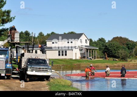 Groupe d'hommes dans l'eau la récolte de canneberges mûres rouges dans les tourbières du Massachusetts par baies flottant à la surface, regroupant à l'automne Banque D'Images